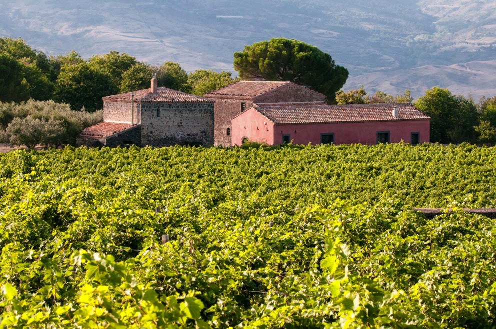 Vineyard in Sicily island
