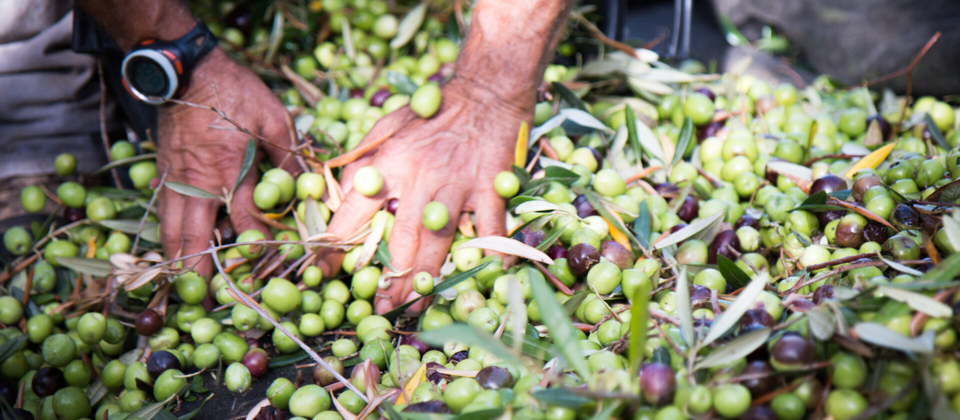 lavorazione delle olive