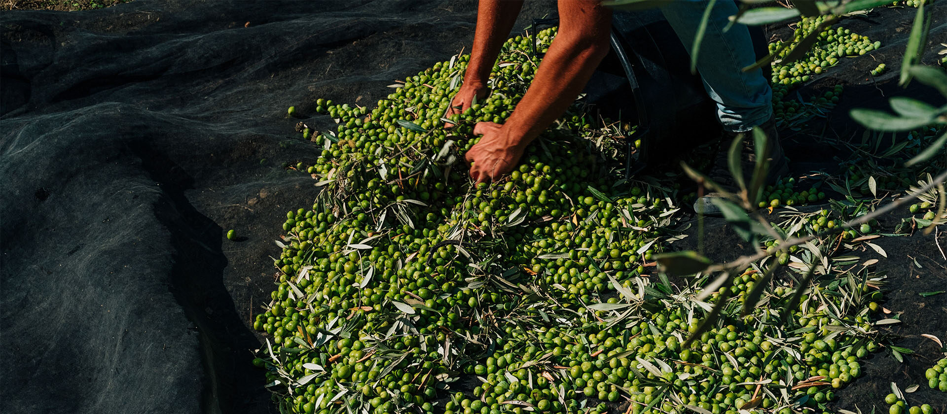 lavorazione olive