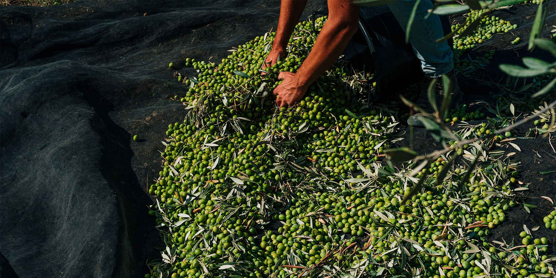 lavorazione olive