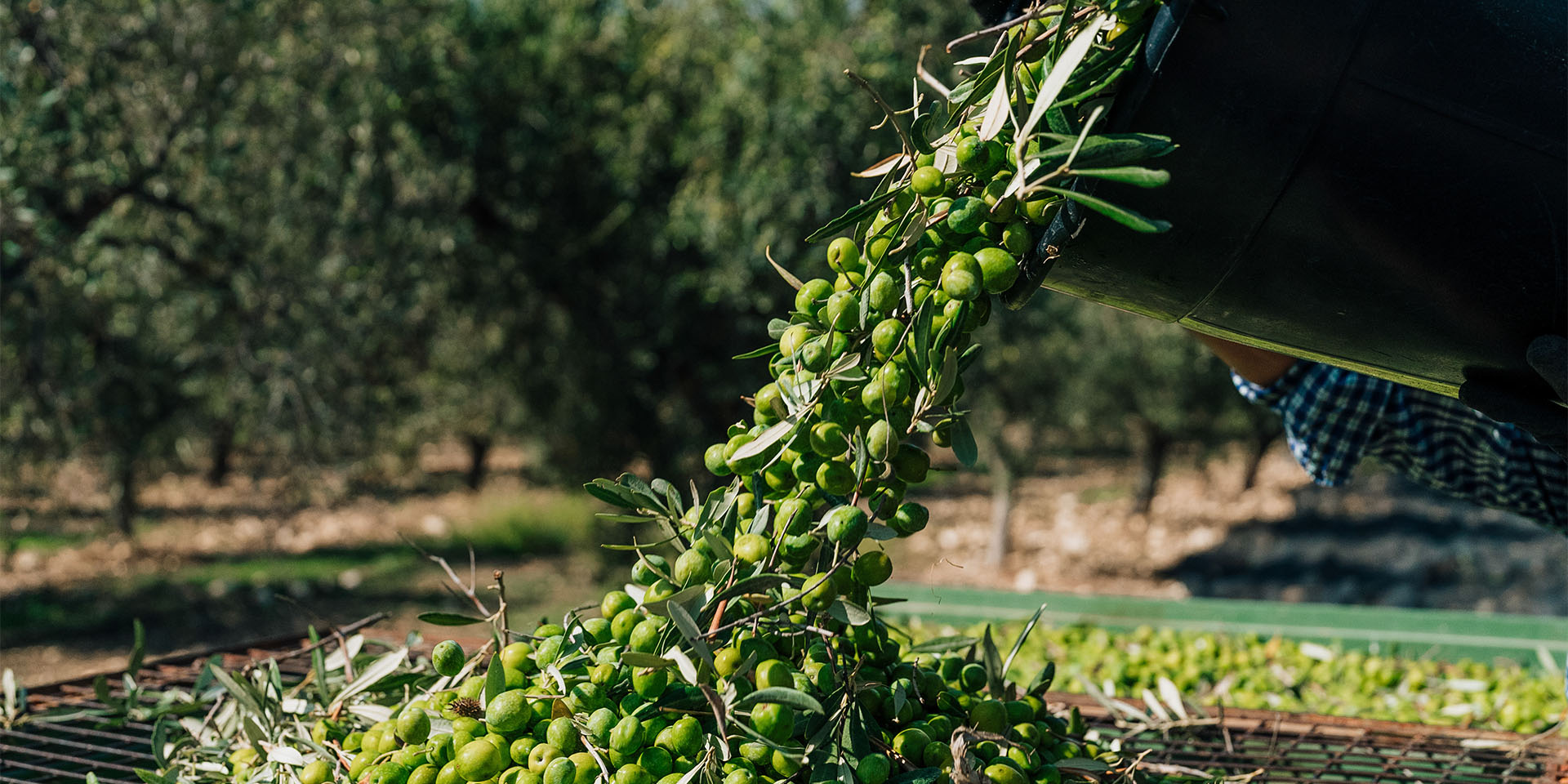 capparrina lavorazione olive